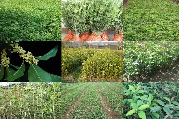 什么桂花树品种好养又好养1686704309183
