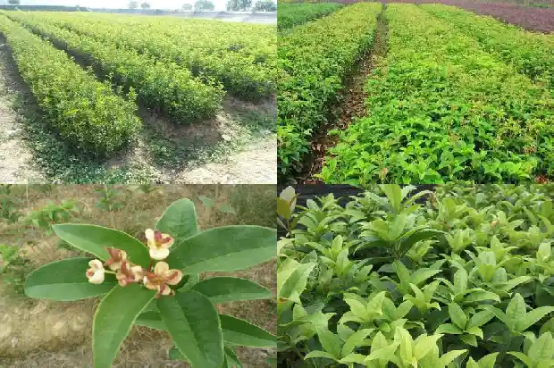 什么桂花树品种好看又好养又好养1686704320977