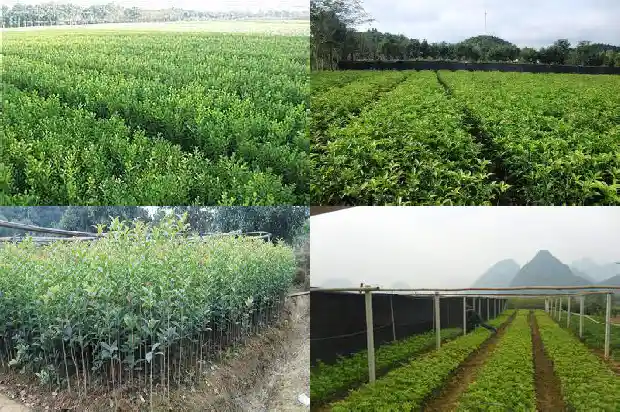10米 桂花树的价格是多少1689726584686