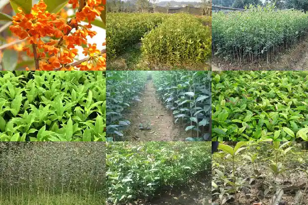 什么桂花树品种好看又好养又好养1686704321071