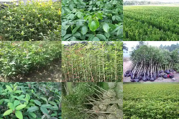 什么桂花树品种好看又好养又好养1686704321117
