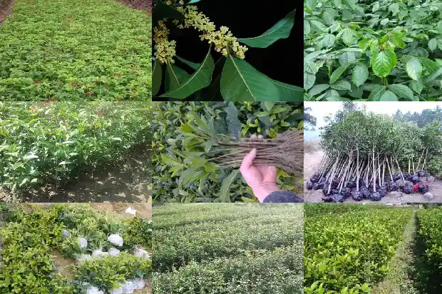 哪个品种的桂花树好看耐寒1686704330762