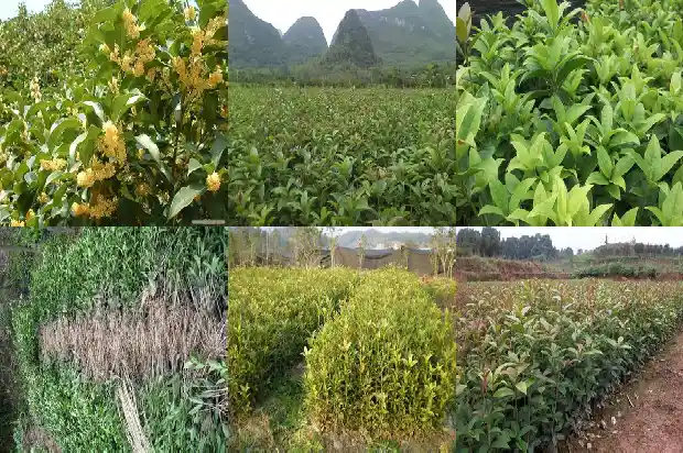 哪个品种的桂花树好看耐寒1686704330810