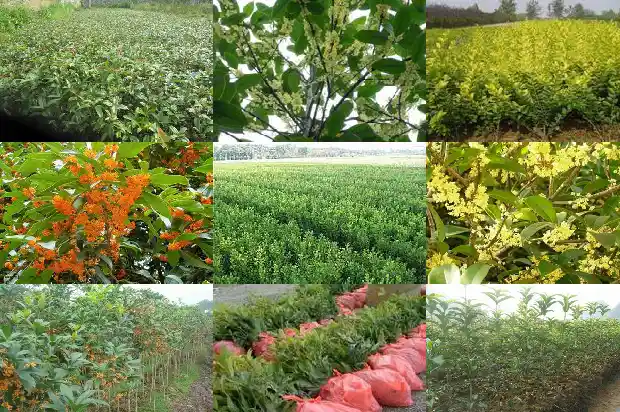 哪个品种的桂花树好活些1686704340172