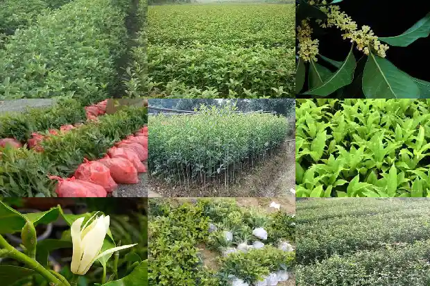 哪个品种的桂花树好养活一点1686704352679