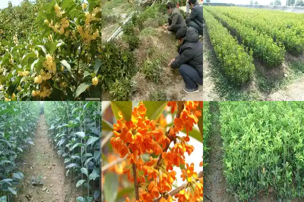 哪个品种的桂花树好养活一点1686704352726
