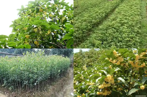 哪个品种的桂花树好养活一点1686704352774