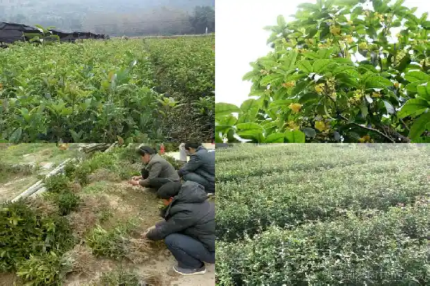 哪个品种的桂花树好养活一点1686704352822