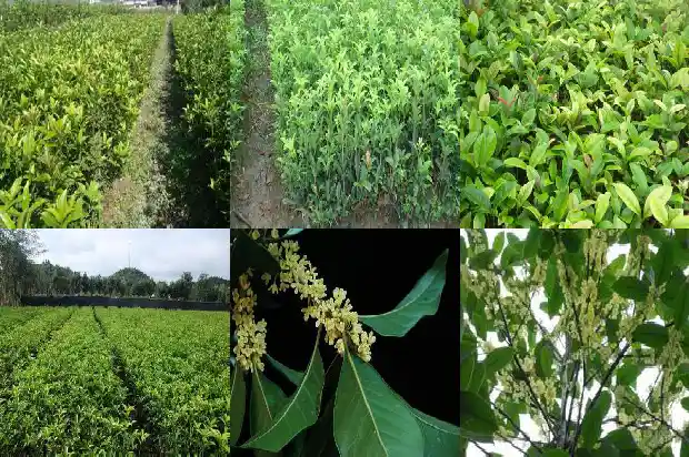 桂花树的寓意和花语和花语1690677158540