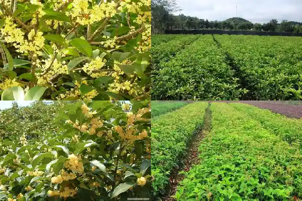 桂花树种在大门东边还是西边1688692628165