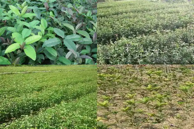 最香的桂花是什么桂1686704404068