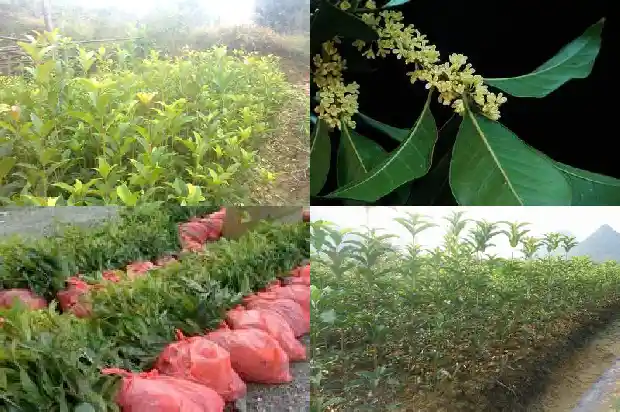 最香的桂花是什么桂1686704404116