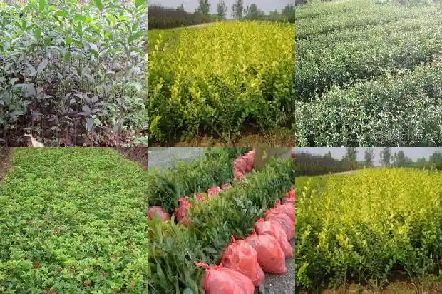 最香的桂花是什么桂1686704404163