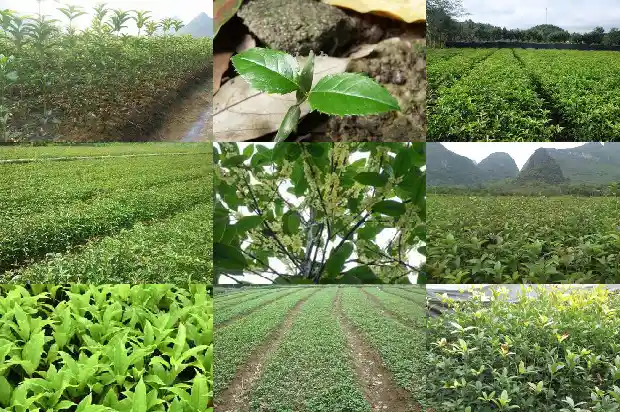 最香的桂花是什么桂1686704404211