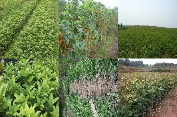 什么的桂花糕1686704428118