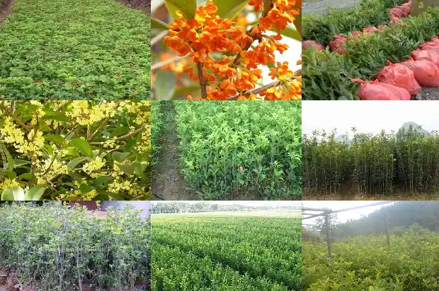 桂花树哪种品种好养活一点1686704443171
