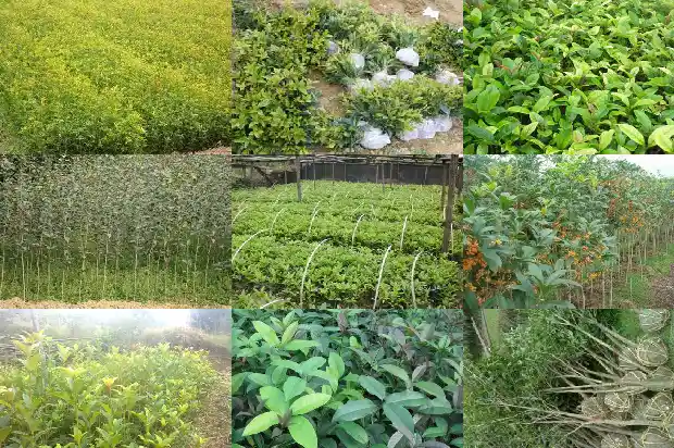 桂花树哪种品种好养活一点1686704443219