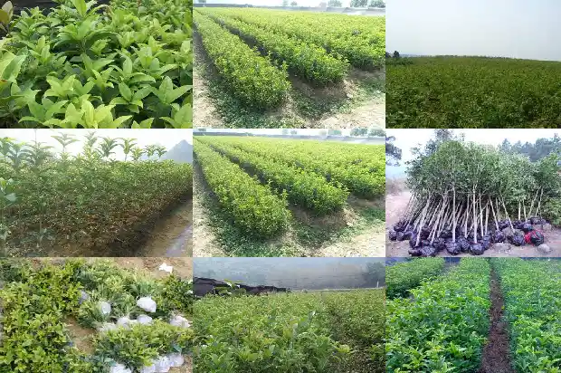 桂花树三十年后能值多少钱一棵1689838338837