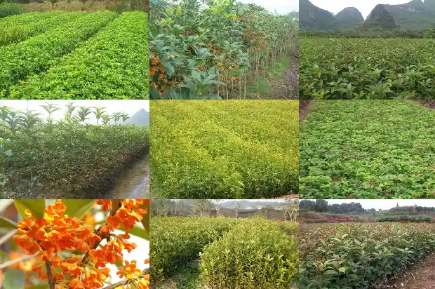 桂花树哪种品种好看又好养又好看1686704454810