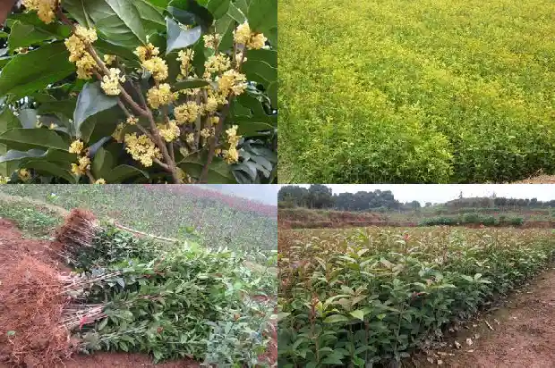 桂花树哪种品种好看耐寒好养1686704462510