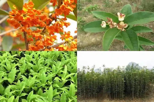 桂花树哪种品种好看好养又好养1686704474624