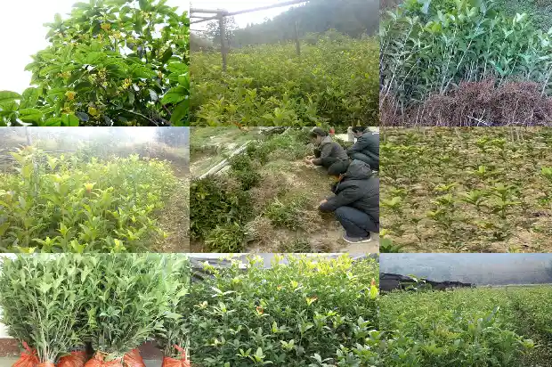 桂花树哪种品种好看好养又好养1686704474672