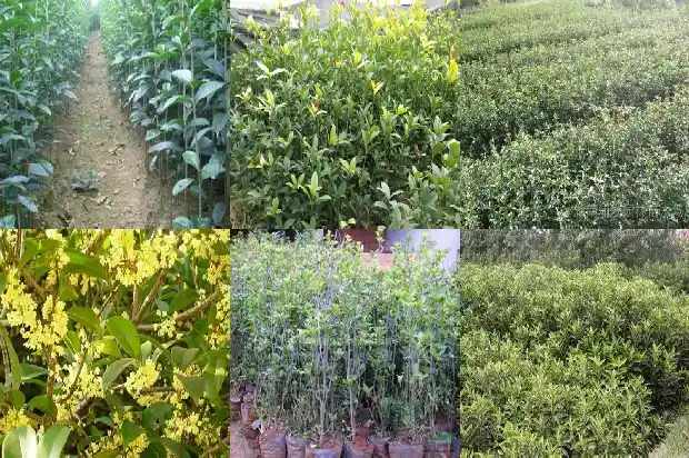 什么品种的桂花树比较好养护一些1686704494499