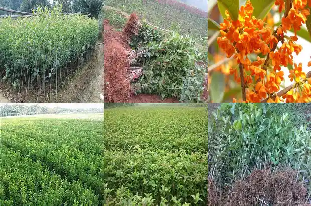 什么品种的桂花树比较好养护一些1686704494546