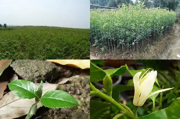 什么品种的桂花树比较好养护一些1686704494594