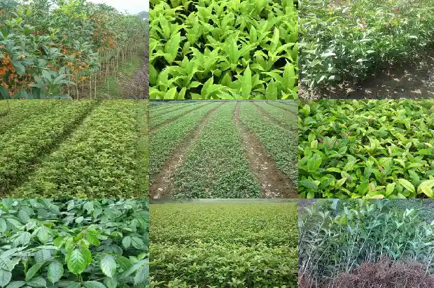 什么品种的桂花树比较好养护一些1686704494642
