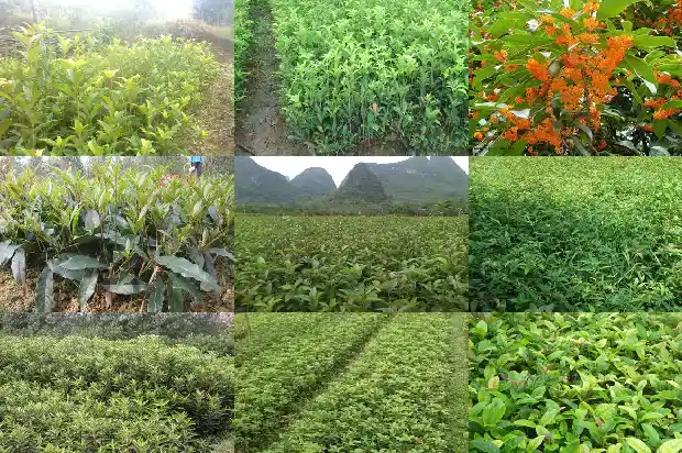 什么品种的桂花树比较好看又好养活1686704504390