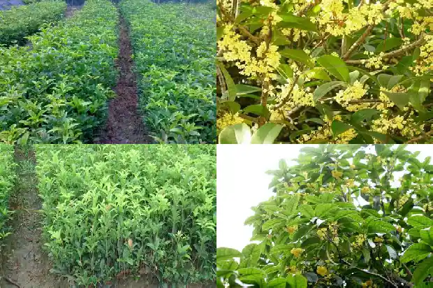 什么品种的桂花树比较好看又好养活1686704504437