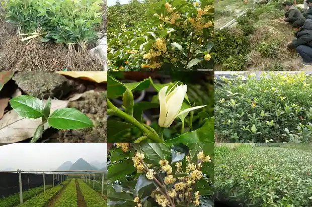 桂花树哪个品种比较好养活一点1686704552830