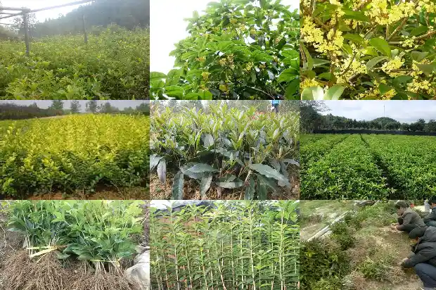桂花适合几月份修剪1688347525142