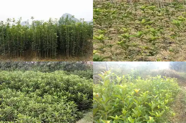 桂花分公母吗怎么不开花1686704575109