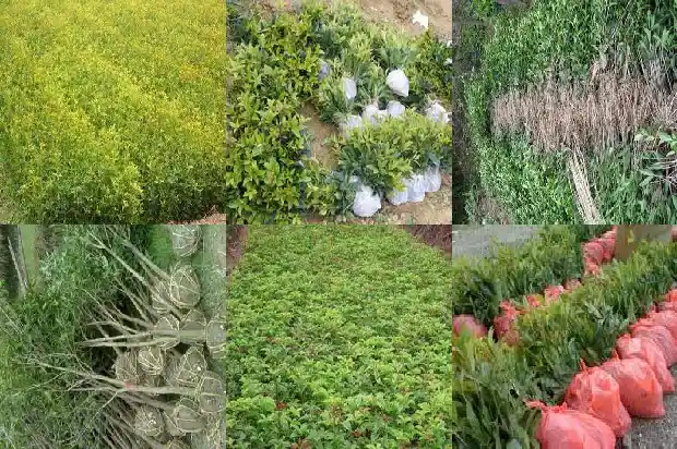 桂花分公母吗怎么不开花1686704575205