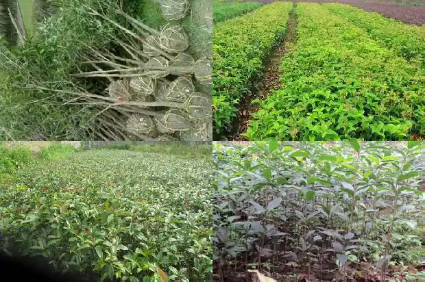 桂花树是不是有公母1686704584929