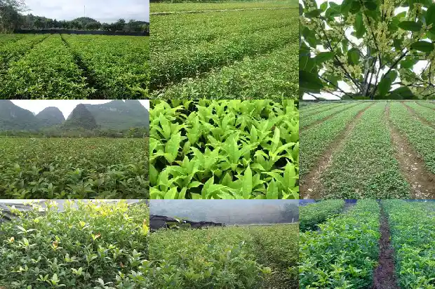 桂花有分公母吗1686704596857