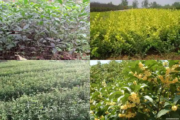 桂花有分公母吗1686704596904
