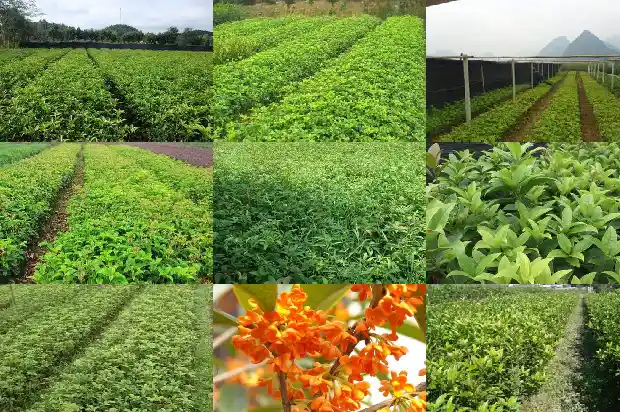 桂花有分公母吗1686704596952