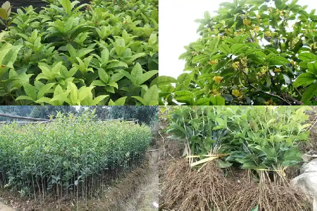 桂花有分公母吗1686704597000
