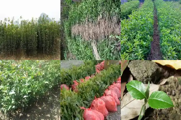 桂花树栽在哪里最好1690763320316