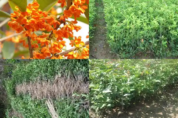 新栽的桂花树什么时候浇水1690849102549