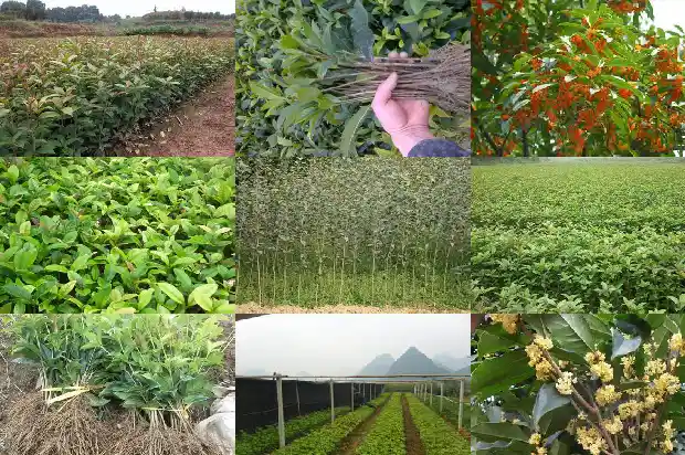 桂花鱼一般几斤一条1686787893176