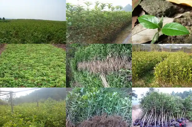桂花鱼一般几斤一条1686787893272