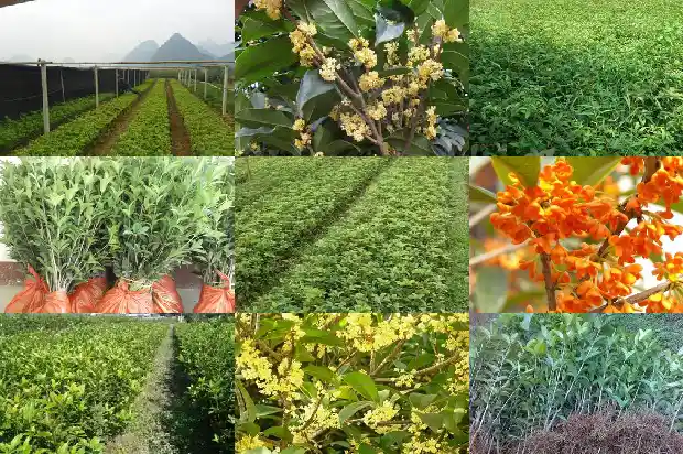 三公分桂花树当年开花吗1686787918935