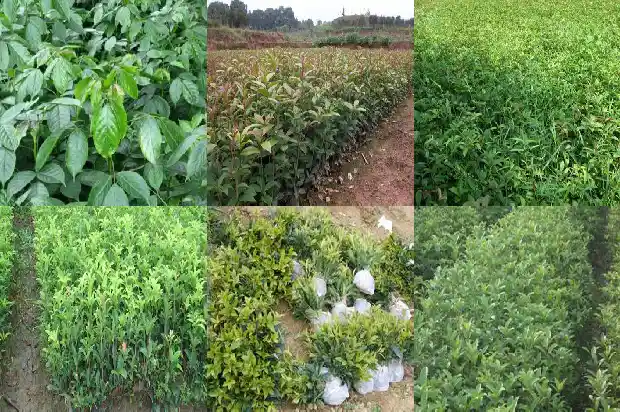三公分桂花树当年开花吗1686787918983