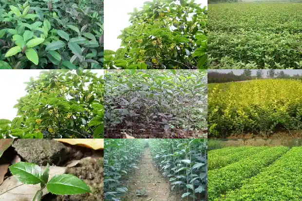 一公分桂花苗用多大的花盆合适1686787989387