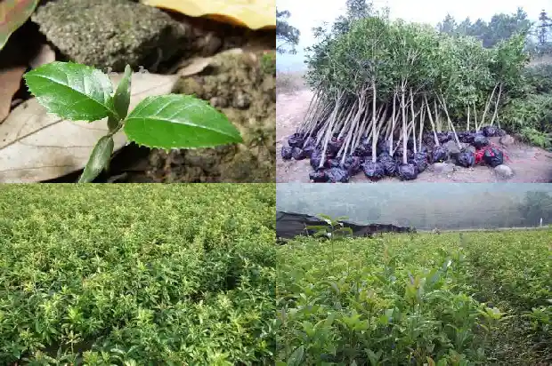 一公分桂花苗用多大的花盆合适1686787989435