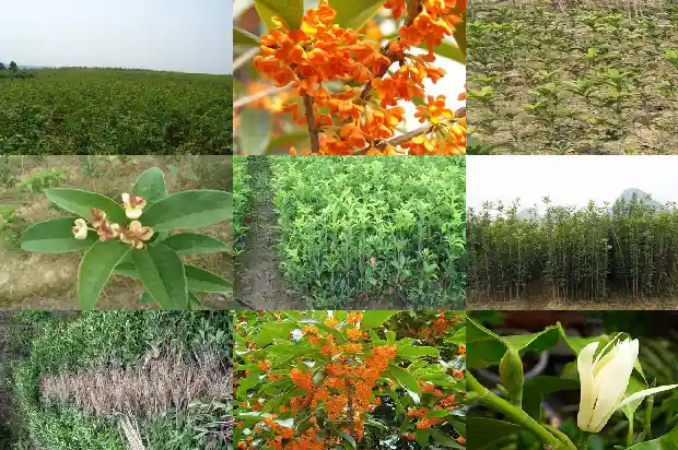 一公分桂花苗用多大的花盆合适1686787989483